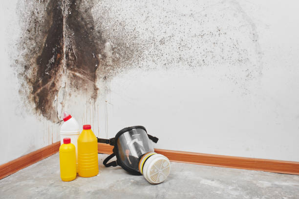 Best Water Damage & Mold Remediation  in Middletown, VA